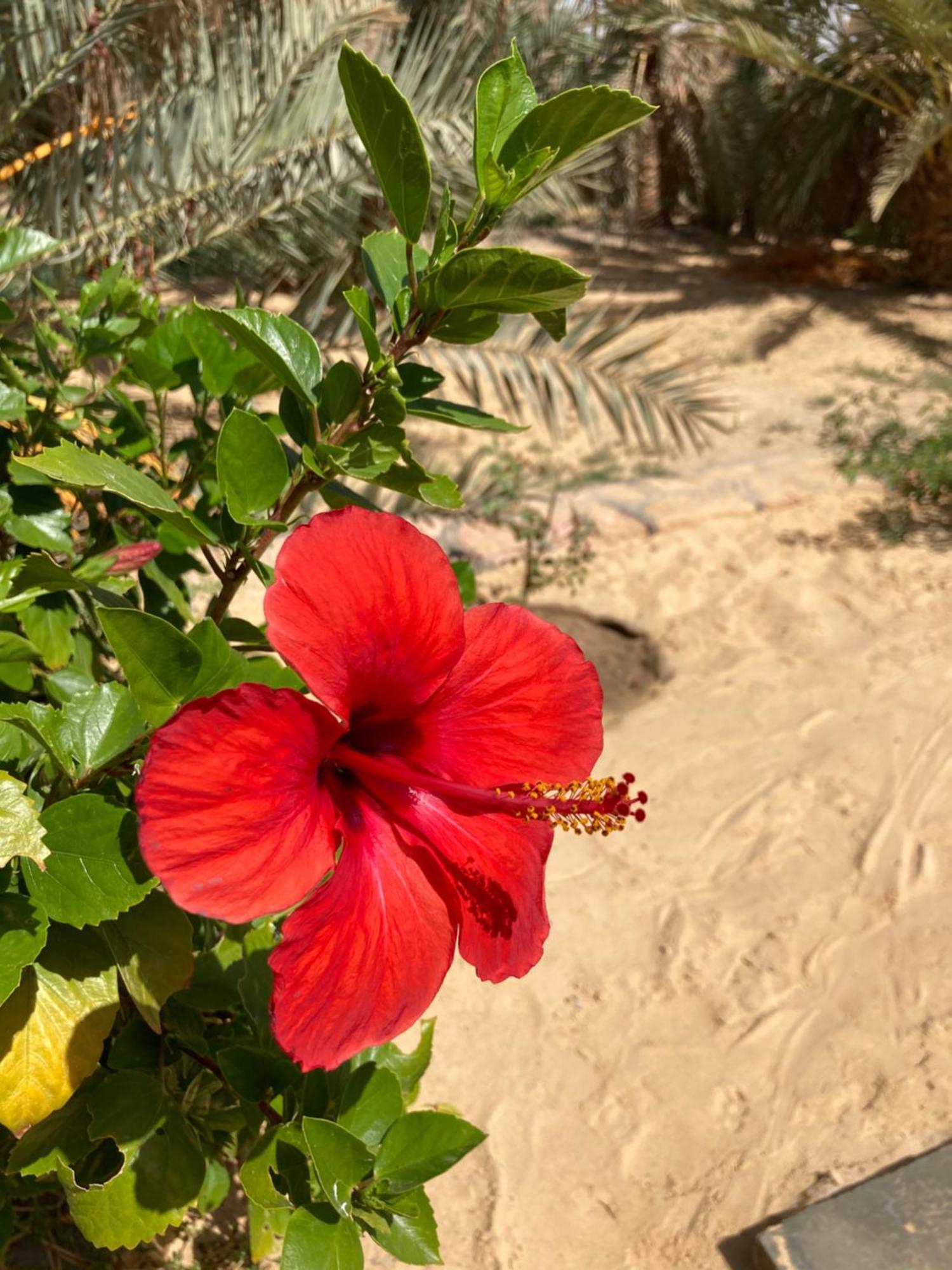 Wafla Vila Siwa Oasis Exterior foto